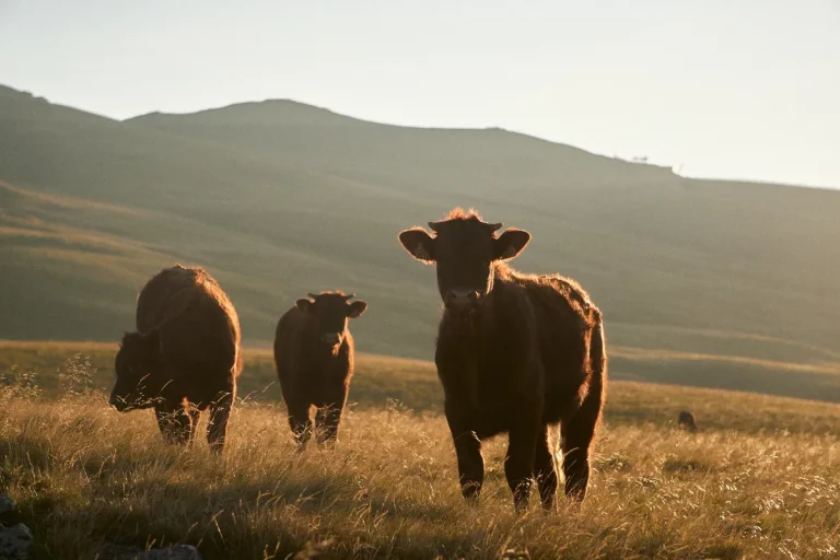 1 mois dans le Cantal entre boulangerie et montagne